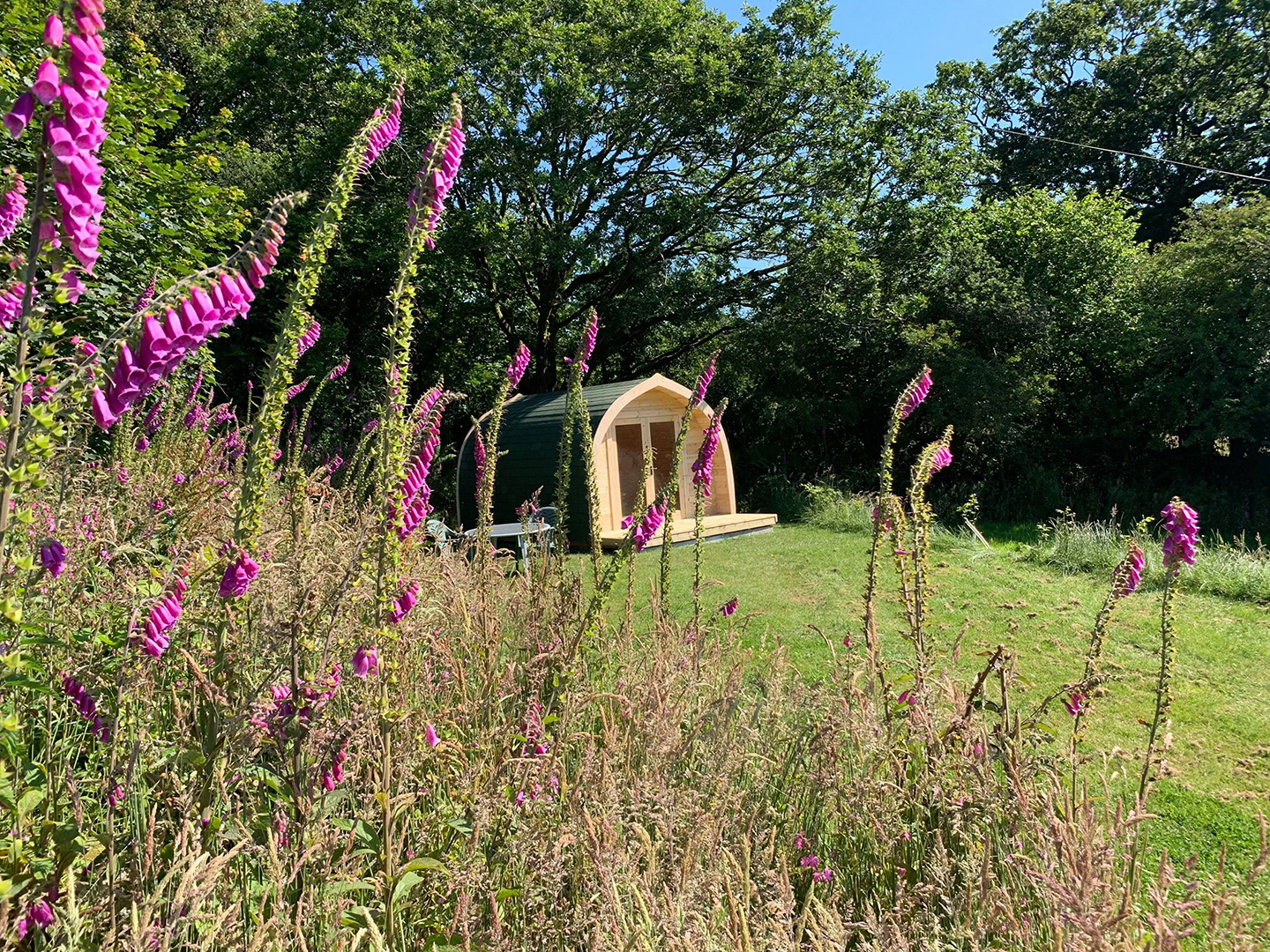 surrounded by foxgloves