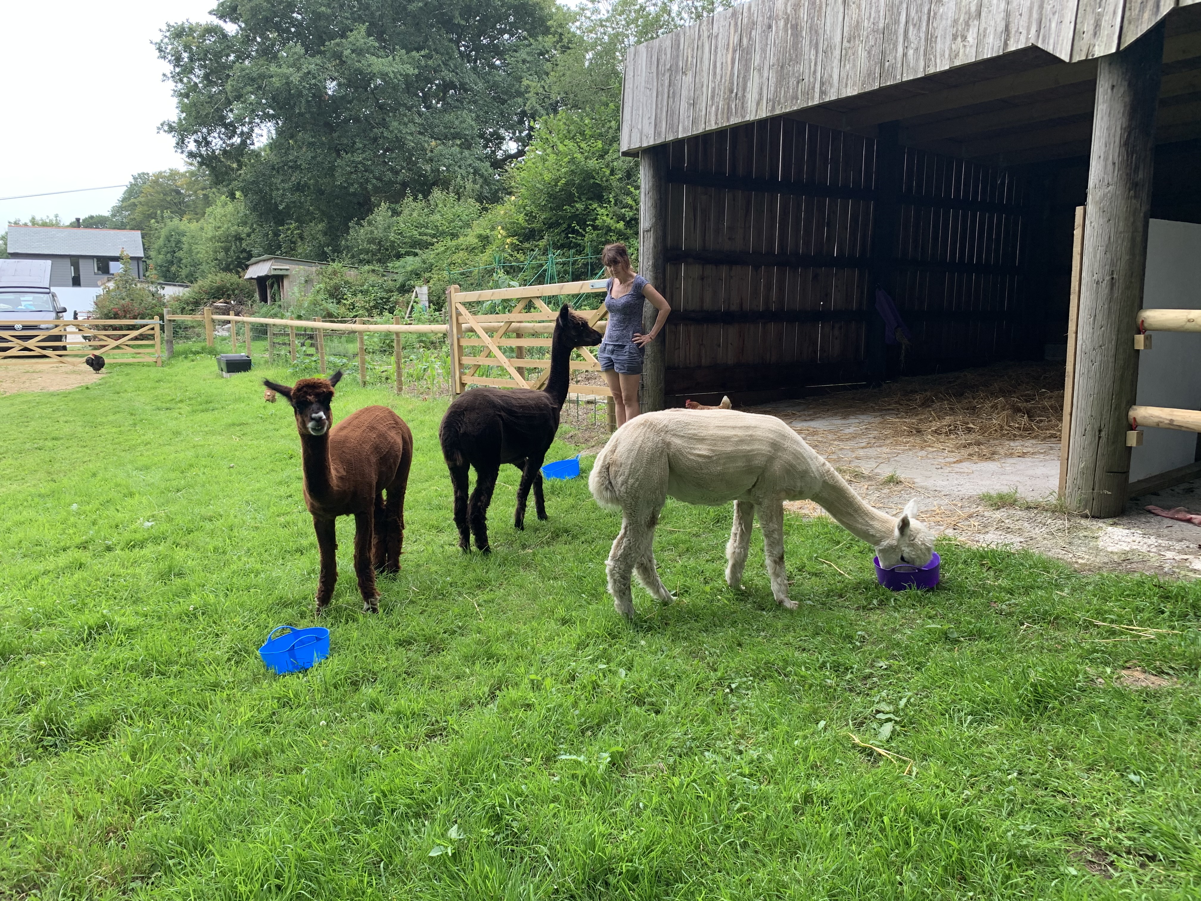 alpacas