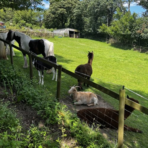 animals in paddock