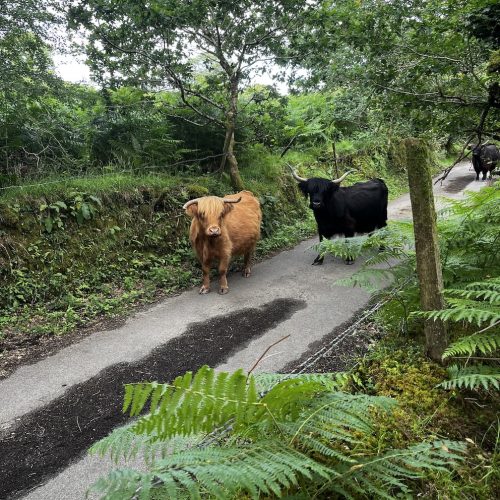 cows in lane