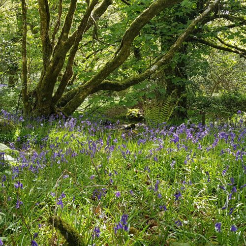 bluebells